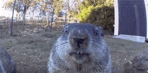 Chunk The Groundhog Chunk GIF - Chunk The Groundhog Chunk Groundhog - Discover & Share GIFs