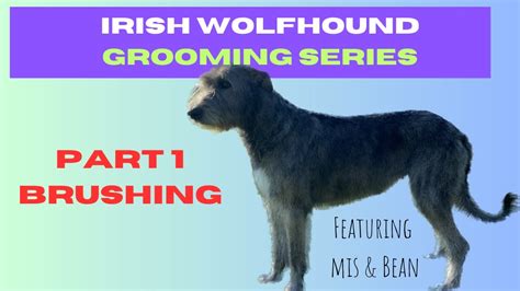 IRISH WOLFHOUND grooming - Part 1 Brushing - YouTube