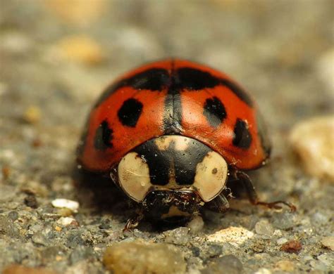 asian-lady-beetle - Learn About Nature