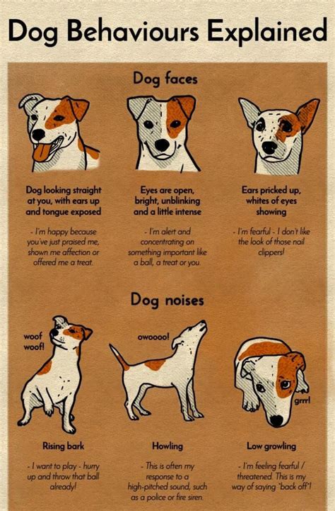 A Chart That Will Help You Finally Understand Your Dog | Dog noises ...