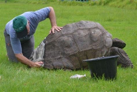 The oldest living land creature Jonathan the tortoise celebrates 190th birthday - UPI.com