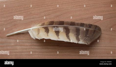 Great horned owl primary wing feather hi-res stock photography and ...