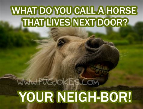 Funny Horse Jokes For Kids