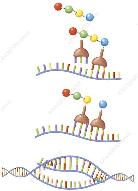 Protein synthesis, drawing - Stock Image - C004/4492 - Science Photo Library