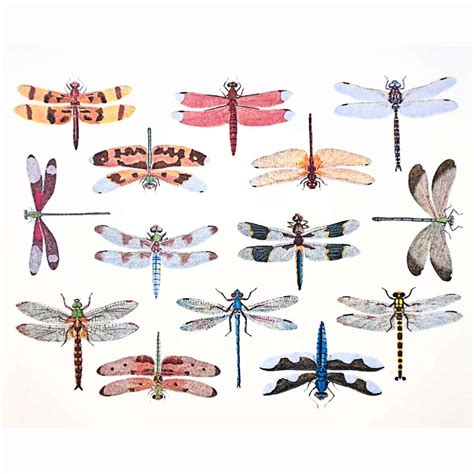 Dragonfly Color Enamel Decals | Delphi Glass