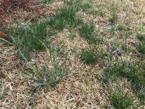 Identifying Weeds In Bermuda Grass Lawn