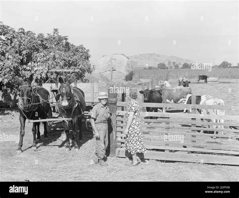 Forty acres and a mule hi-res stock photography and images - Alamy