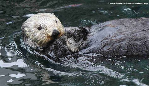 Sea Otter Adaptations: How These Marine Mammals Thrive in Their Environment - Sea Otter ...