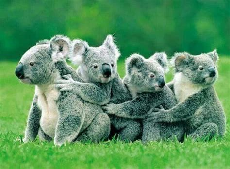 Love Hugging Koala Bears :-) | Marsupials | Pinterest