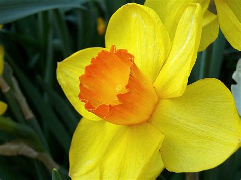 Daffodil