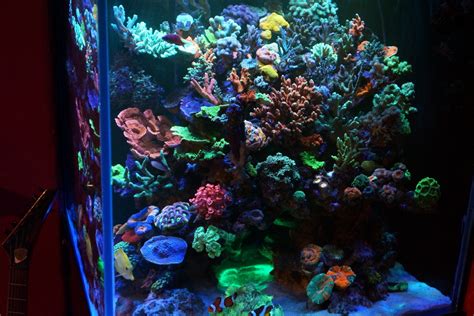 Aquarium LED Lighting Photos best Reef Aquarium LED lighting gallery |Orphek