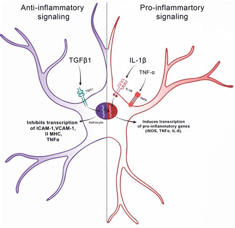 Protoplasmic Astrocytes