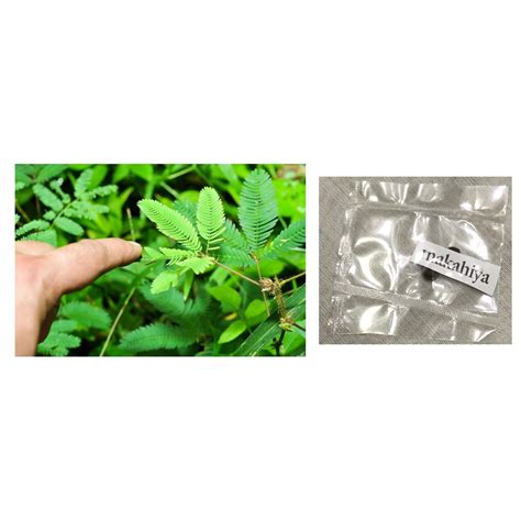 Mixed Seeds makahiya sensitive plant mimosa pudica seeds for Oregano Sitao Celery Lavender ...