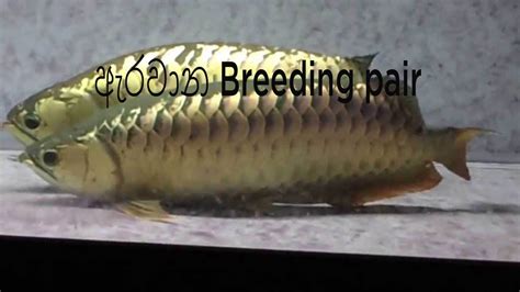 AROWANA BREEDING PAIR GOLDEN AROWANA - YouTube