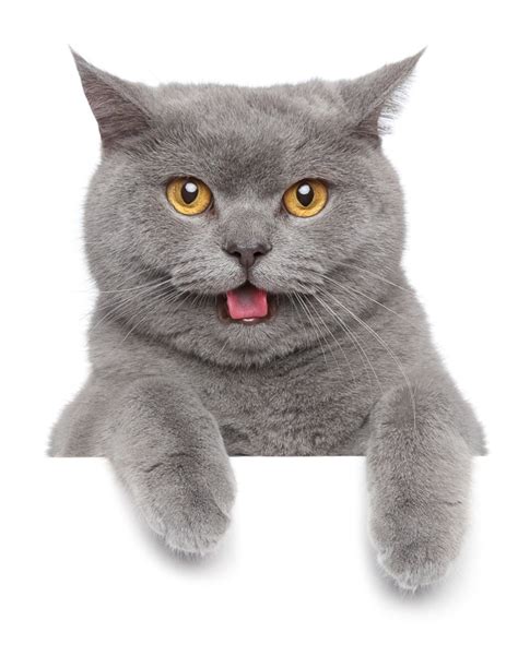 16 Most Friendly Cat Breeds You'll Want to Take Home I Discerning Cat