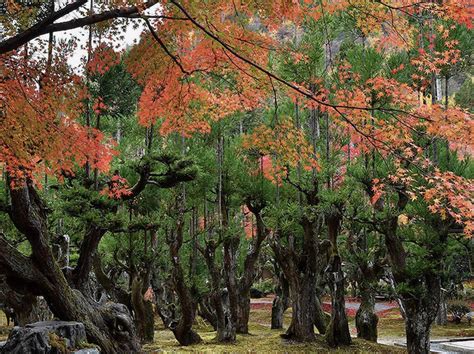 Daisugi: The Japanese Forestry Technique of Creating a Tree Platform for Other Trees | Spoon ...