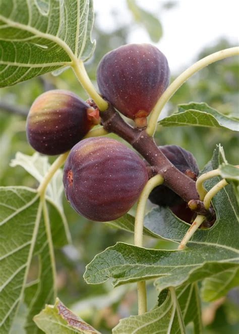 ULTRA COLD HARDY - "OLYMPIAN" Fig Fruit Tree "Ficus Caric" Live Starter Plant - Houseplants