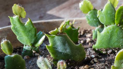 Christmas cactus propagation: get more plants for free | Gardeningetc