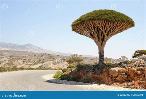 Dragon Tree (Dracaena Cinnabari) in Socotra Island, Yemen Stock Image ...