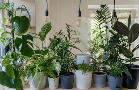 Indoor Plants for Beginners – PlantsCart