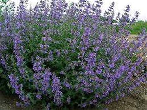 Nepeta 'Six Hills Giant' 9cm - Big Jims Garden Centre