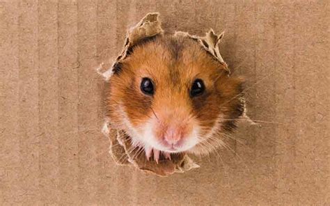 DIY Hamster Toys - The Best Homemade Hamster Toys