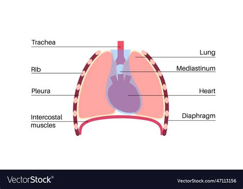 Mediastinal Mass (Tumor): Types, Symptoms, Causes Treatment, 46% OFF