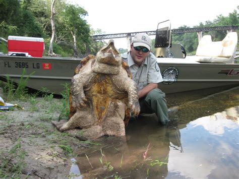 ‘Dinosaurs of the turtle world’ at risk in Southeast rivers – Research News