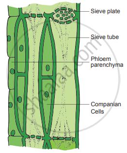 What are sieve tubes? Explain. - Botany | Shaalaa.com