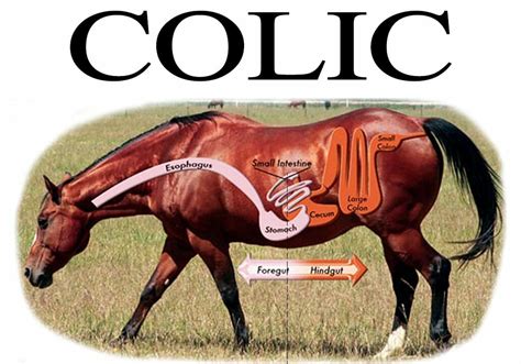 Colic: Signs and What to do | The Well Oiled Horse and Rider | Margaret Parsons