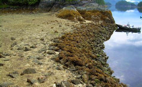 Can Ancient "Clam Gardens" Teach Us How To Farm Better Today? - Modern Farmer Types Of Farming ...