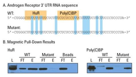 Pierce Magnetic RNA-Protein Pull-Down Kit - Thermo Fisher Scientific