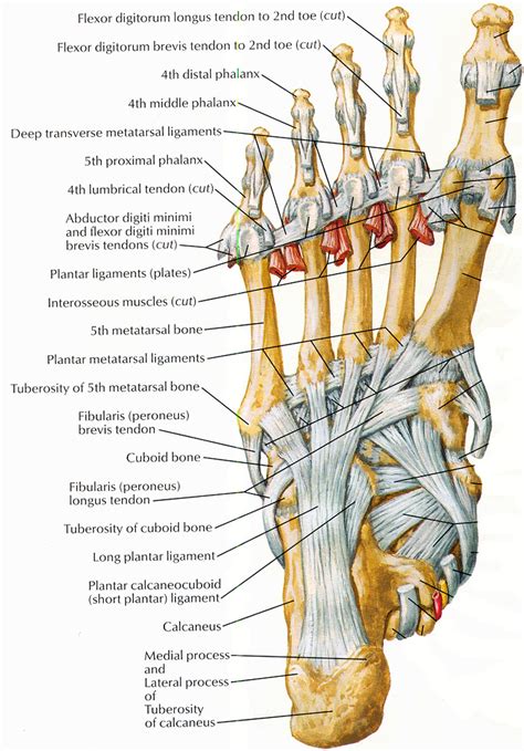 Foot Pain Diagram - exatin.info