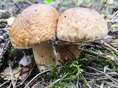 Delicious edible porcini mushrooms boletus growing in forest 4413549 Stock Photo at Vecteezy