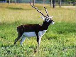 State Animal of Andhra Pradesh : Blackbuck - Licchavi Lyceum