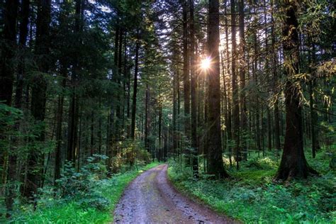 27+ Pemandangan Hutan Pinus - GAMBAR TERBARU HD