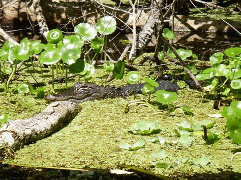 Kayaking Wekiva River & Rock Springs Run with Gators! ~ When 140 ...