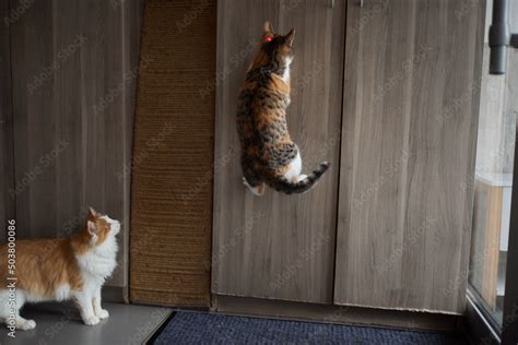 Young kitten is playing with laser pointer image. Stock Photo | Adobe Stock