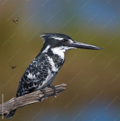 Pied Kingfisher Stock Photo | Adobe Stock