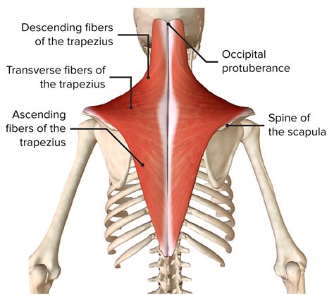 Shoulder Joint: Anatomy | Concise Medical Knowledge