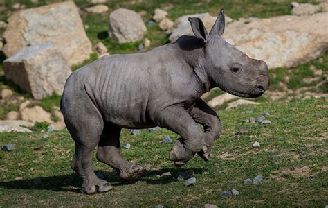 Baby White Rhino Bounds Around in San Diego