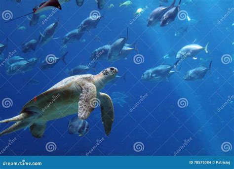 Sea Turtle and Fish Underwater at an Aquarium. Stock Photo - Image of ...