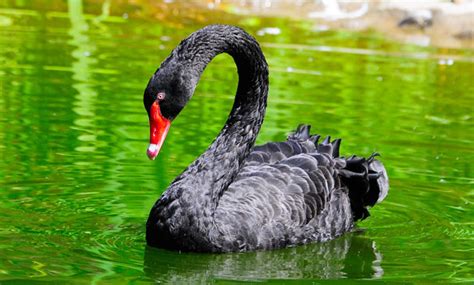 Black Swan - San Francisco Zoo & Gardens