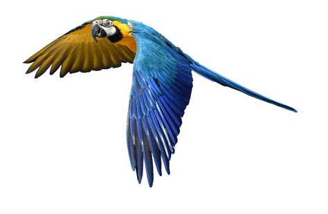 Single Flying Bird PNG - PNG All | PNG All