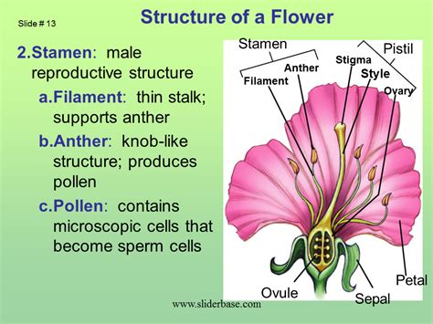 Where Is Pollen Produced - slideshare