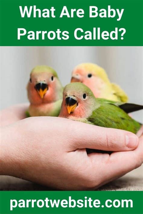 What Are Baby Parrots Called? (Find Out!) - Parrot Website