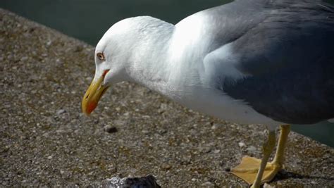 HD1080 Seagull Eating Fish. Part 3 Stock Footage Video 6753361 - Shutterstock