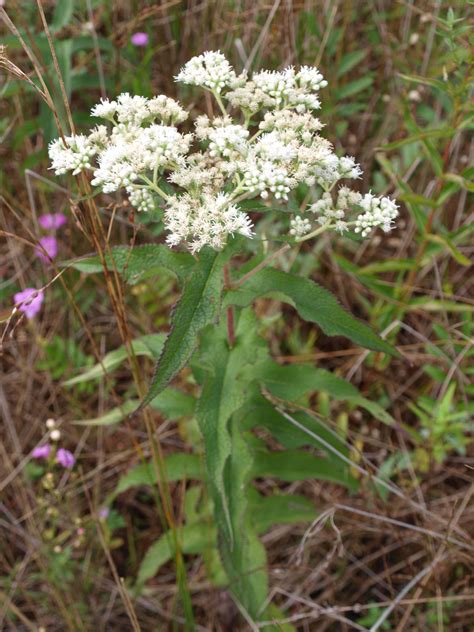 Boneset Facts And Health Benefits, 42% OFF