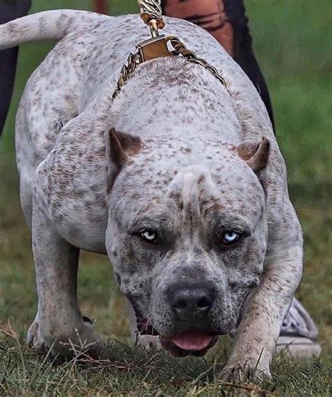 Baddie ( Discontinued ) | Big dog breeds, Bull mastiff dogs, Dog breeds