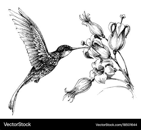 Hummingbird in flight drawing Royalty Free Vector Image